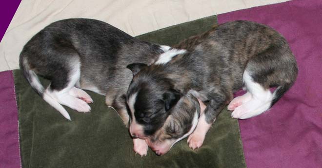 Brindle Girls - heart